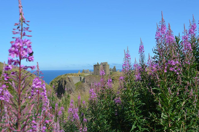 scotland-flowers