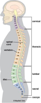 lumbar spine