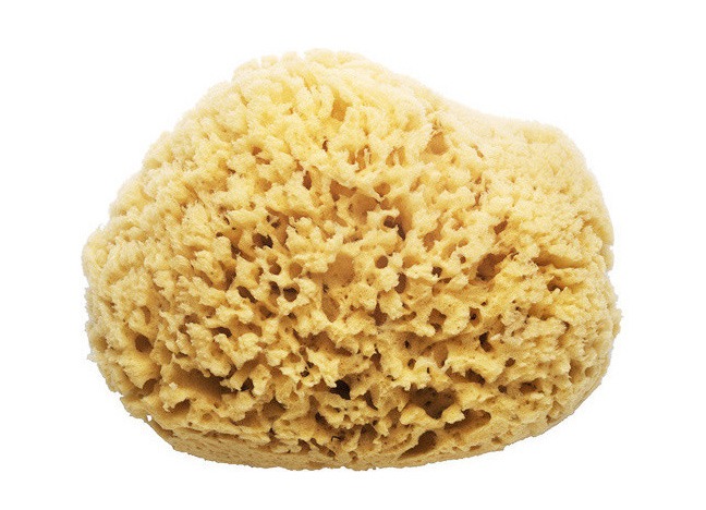 sea-sponge