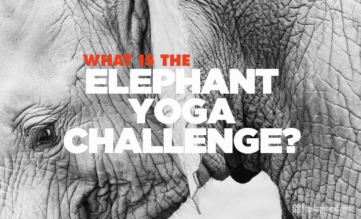 Elephant Yoga Challenge V2