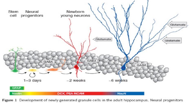 figure-1-stem-cells