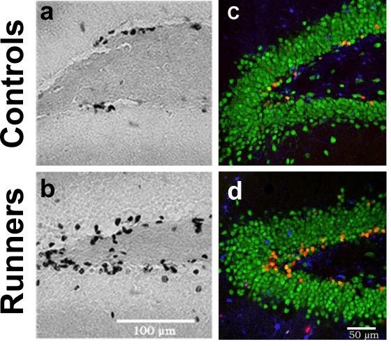 neurogenesis-figure