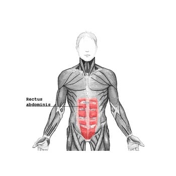 rectus-abdominis