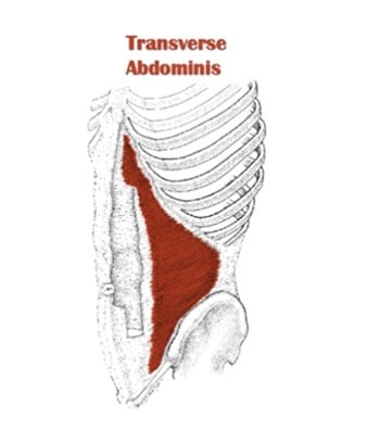 transverse-abdominis