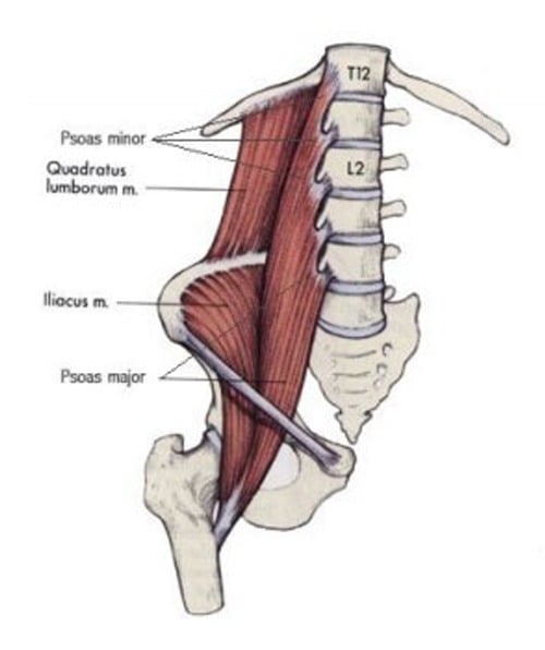 The Psoas