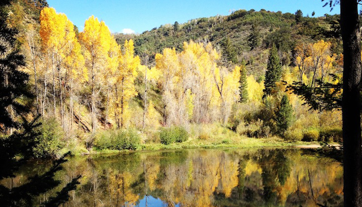 Spring creek foliage photo