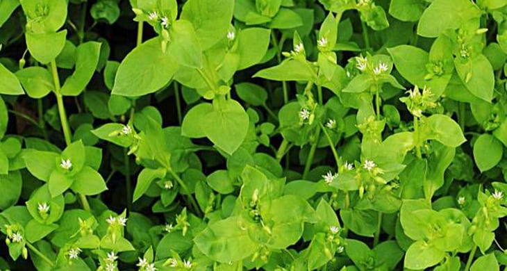 chickweed