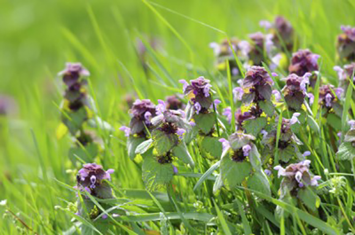 deadnettle