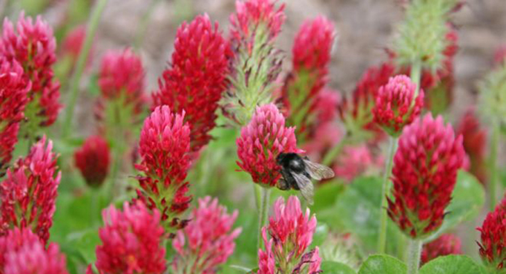 red clover