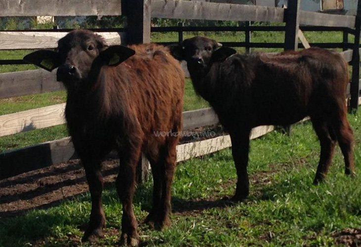 buffalo-romania