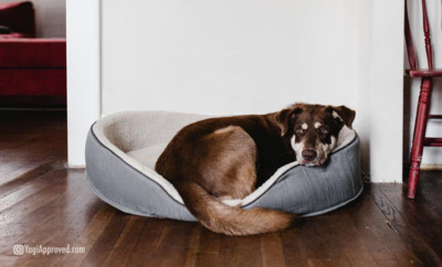 how to calm a nervous dog