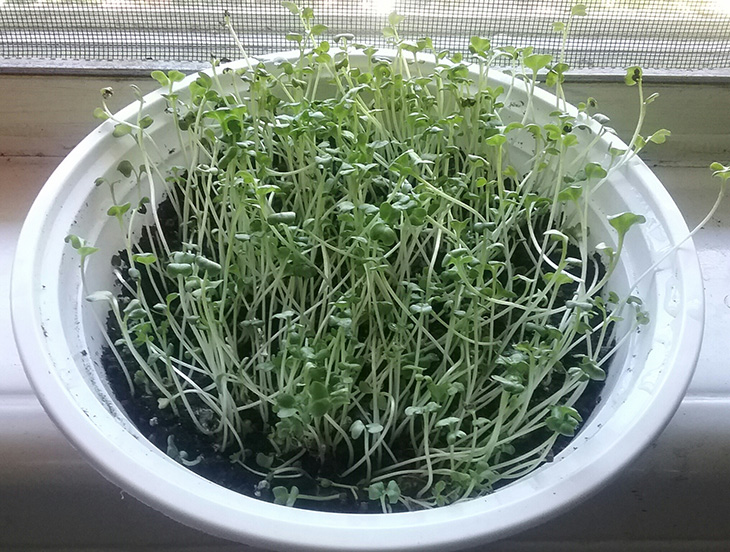 micro-greens-full-grown