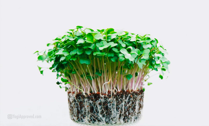 Micro Greens