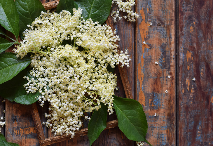 Elderflower