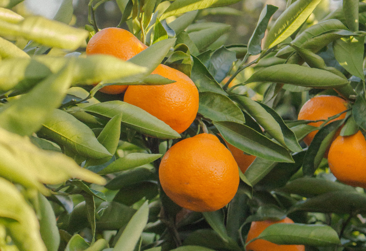 tangerines