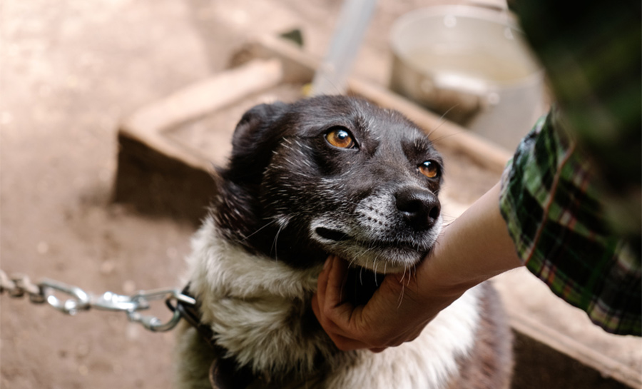 dog meat trade rescue