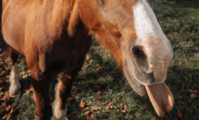 horse lips breath featured